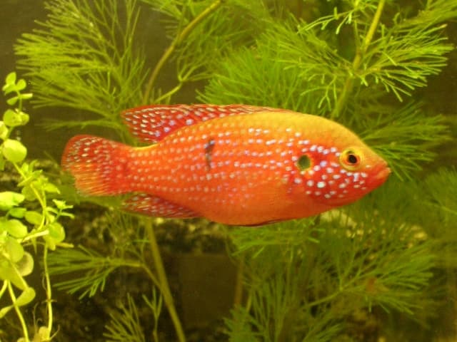 Jewel Cichlid