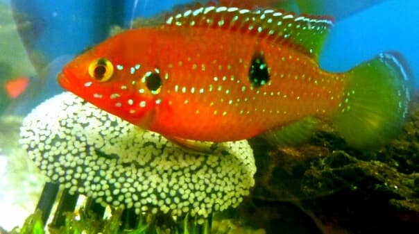 Jewel Cichlid