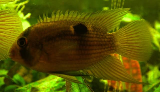 Keyhole Cichlid