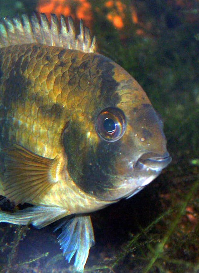 Keyhole Cichlid