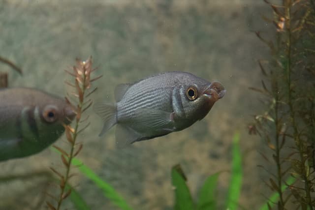 Kissing Gourami