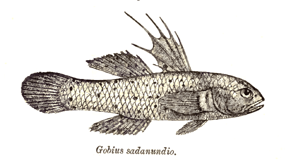 Knight Goby