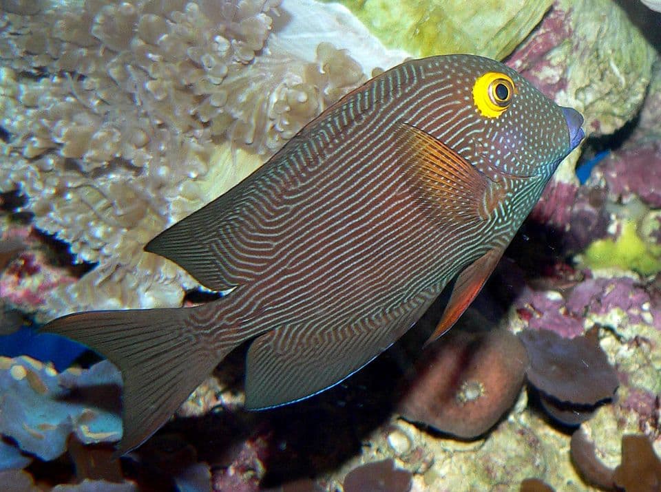 Kole Tang