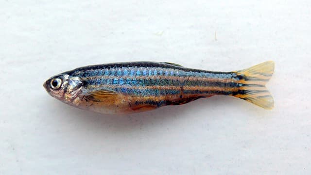 Leopard Danio