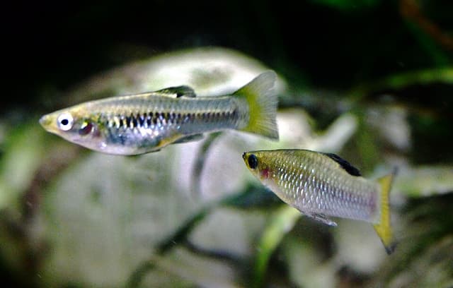 Limia
