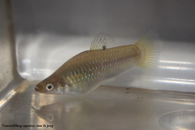 Limia
