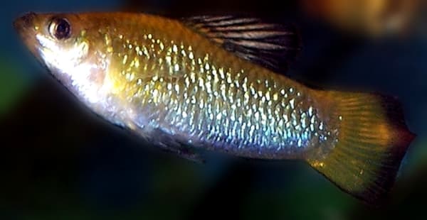 Limia