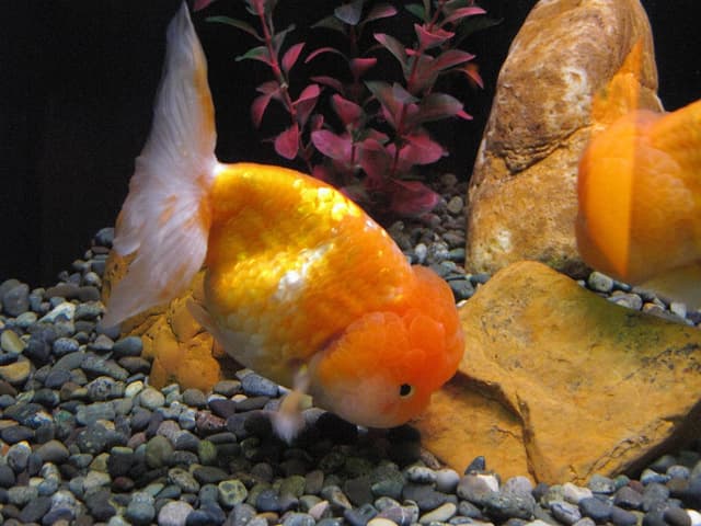 Lionhead Goldfish