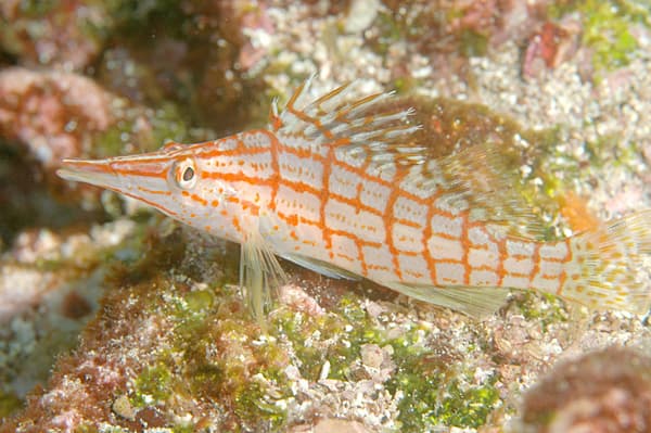 Longnose Hawkfish
