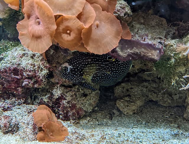 Marine Betta