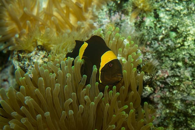 Maroon Clownfish