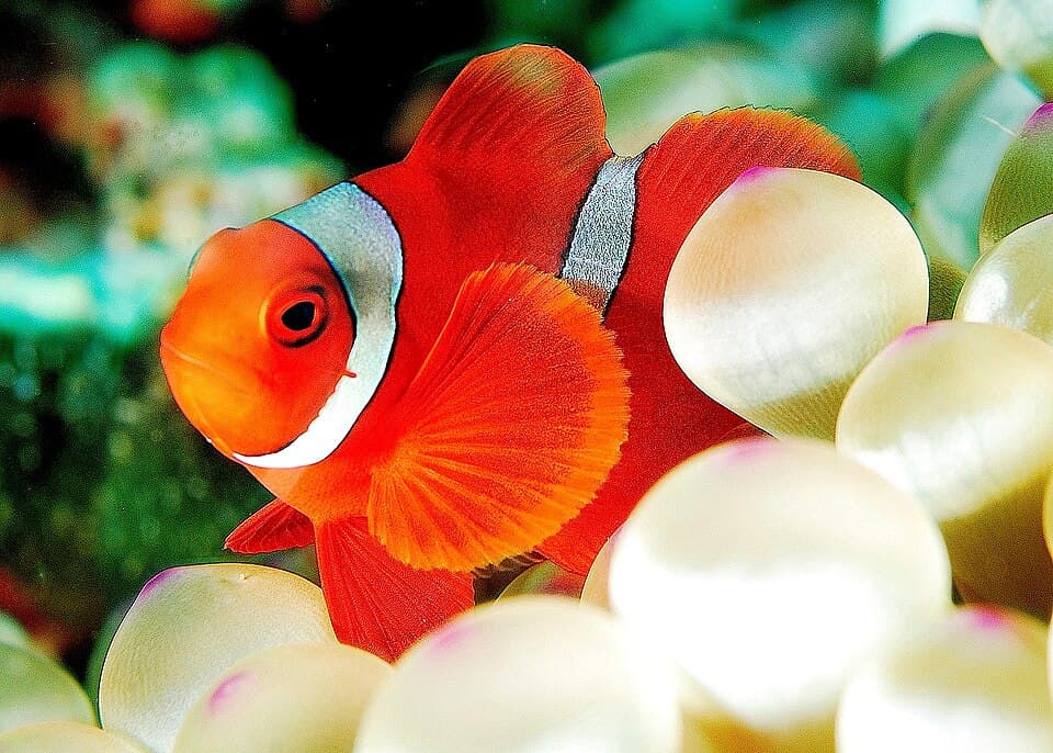 Maroon Clownfish
