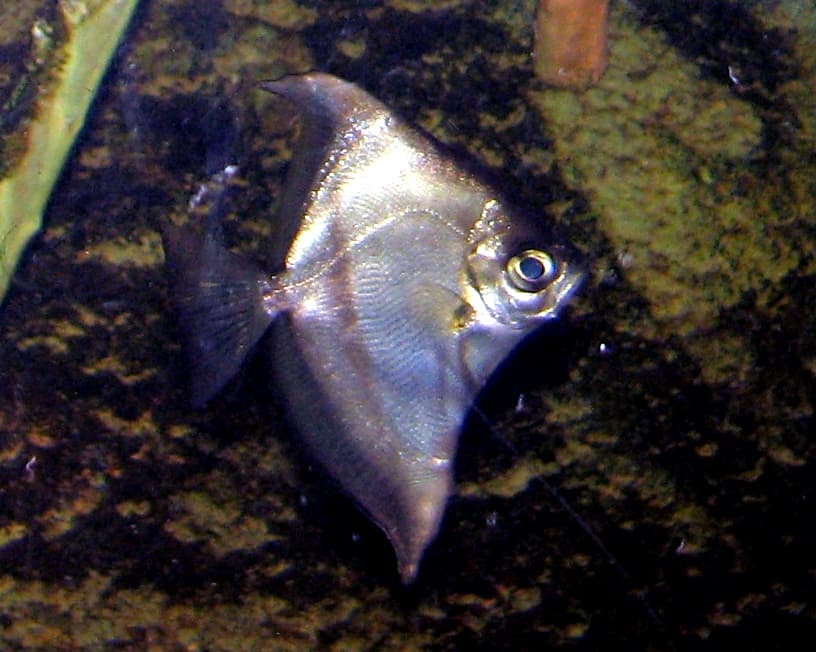 Mono Sebae