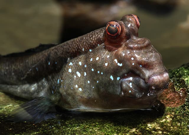 Atlantic Mudskipper