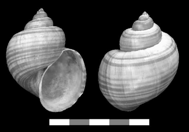 Mystery Snail