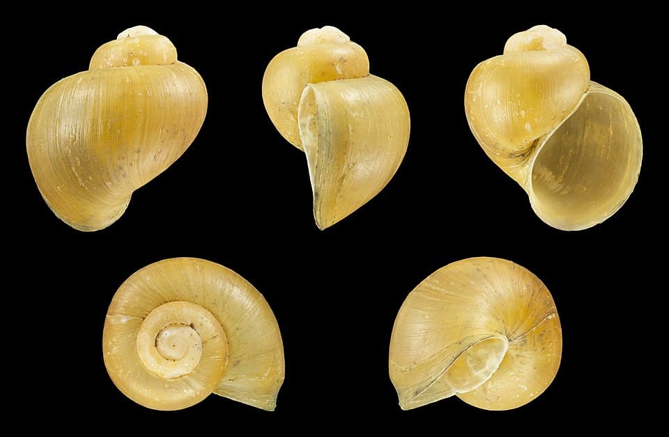 Mystery Snail