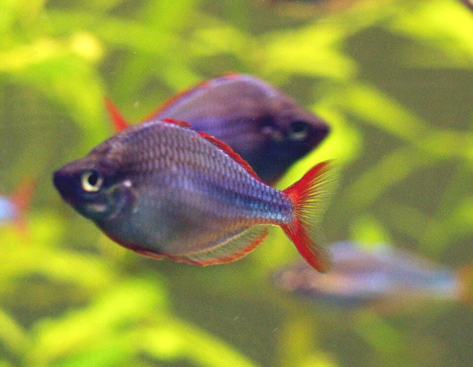 Neon Dwarf Rainbowfish
