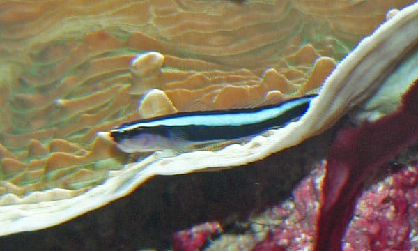Neon Goby