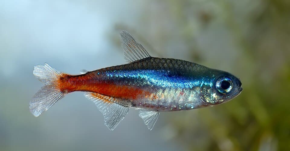 Neon Tetra
