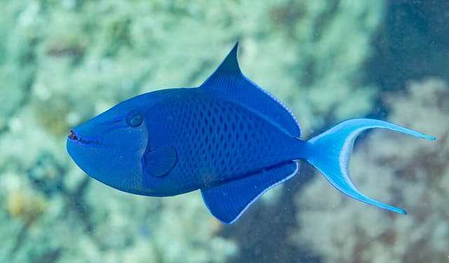 Niger Triggerfish