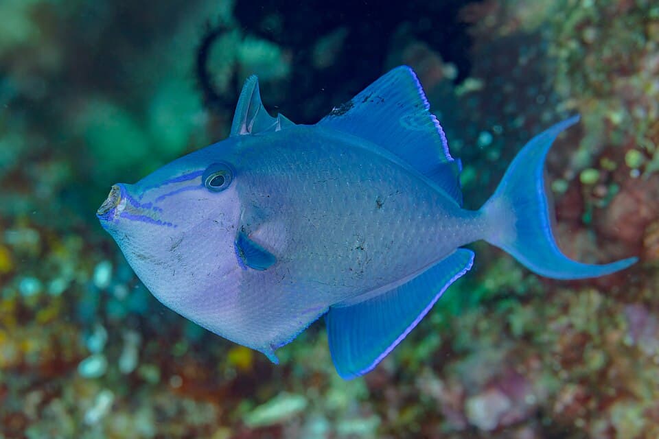 Niger Triggerfish