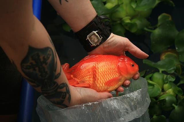 Oranda Goldfish