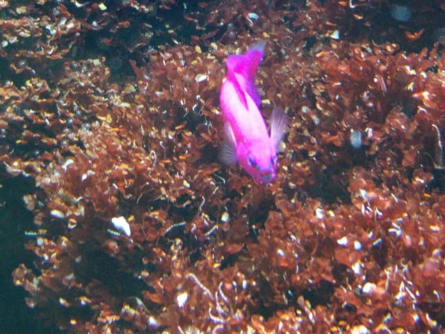 Orchid Dottyback