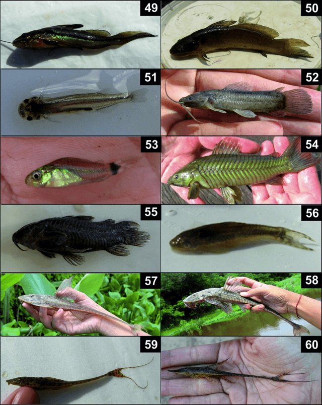 Otocinclus