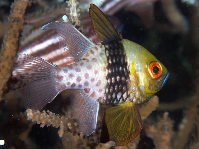 Pajama Cardinalfish