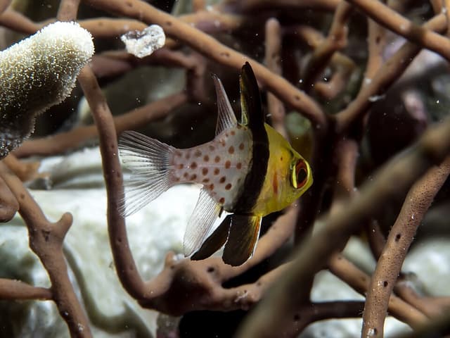 Pajama Cardinalfish