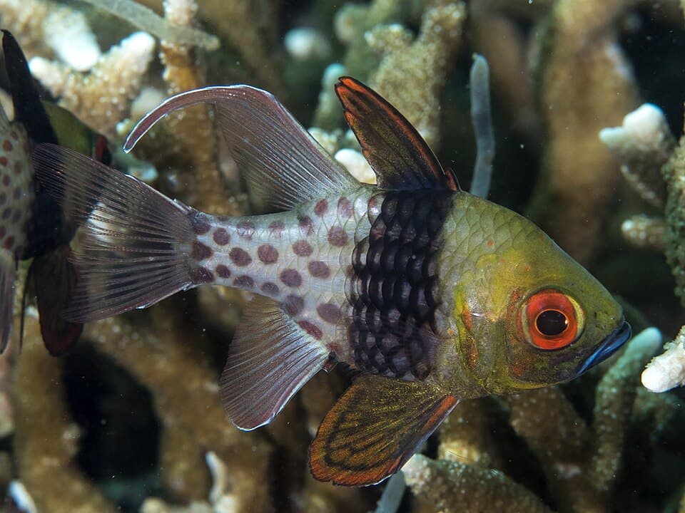 Pajama Cardinalfish