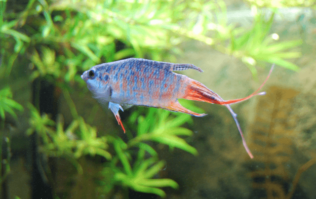 Paradise Fish