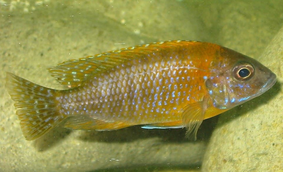Peacock Cichlid