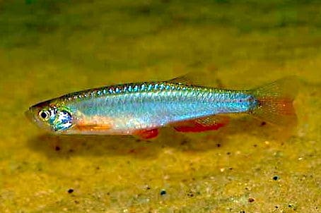 Pearl Danio