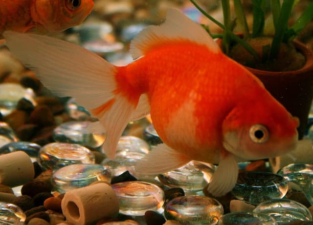 Pearlscale Goldfish