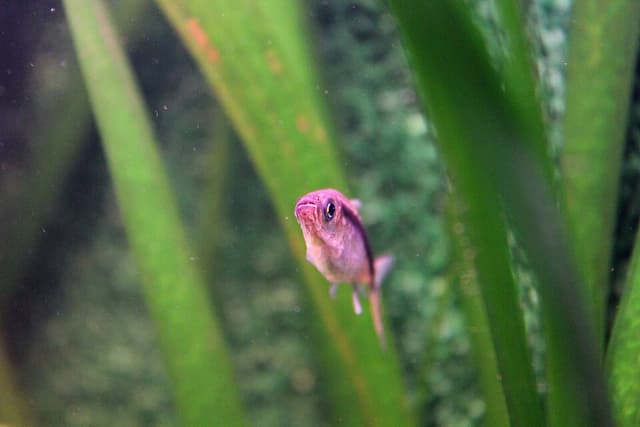 Penguin Tetra