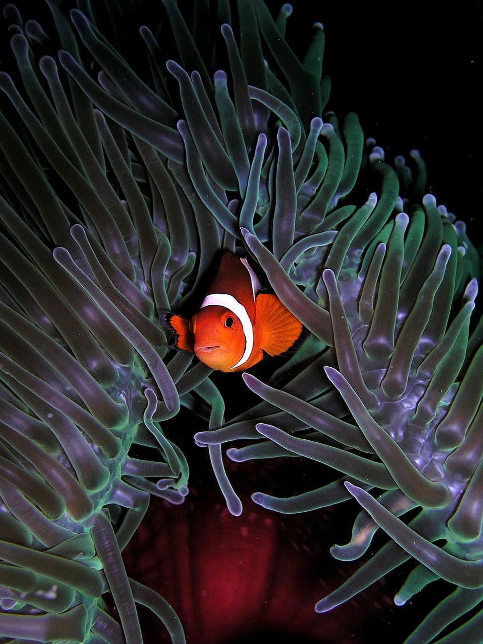 Percula Clownfish