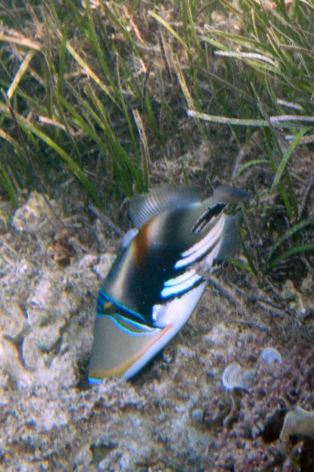 Picasso Triggerfish