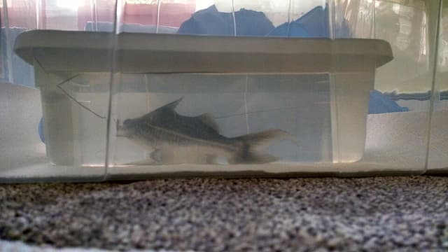 Pictus Catfish