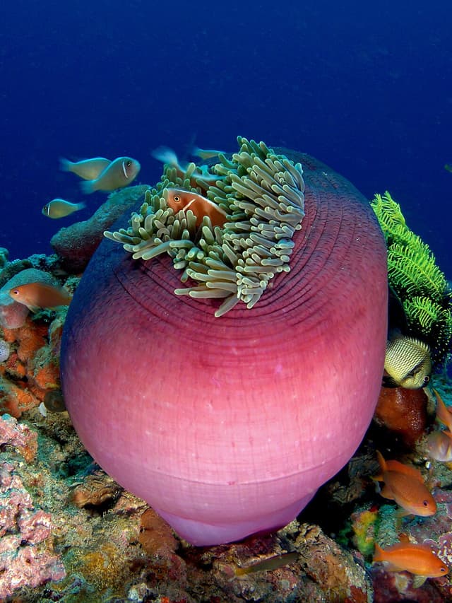 Pink Skunk Clownfish