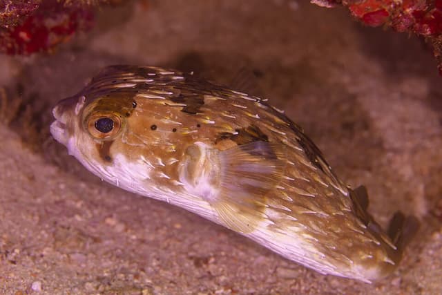 Porcupine Puffer