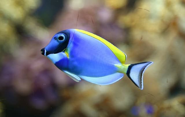 Powder Blue Tang