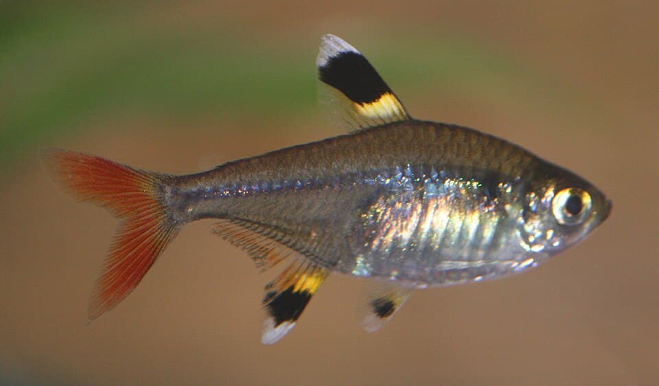 Pristella Tetra
