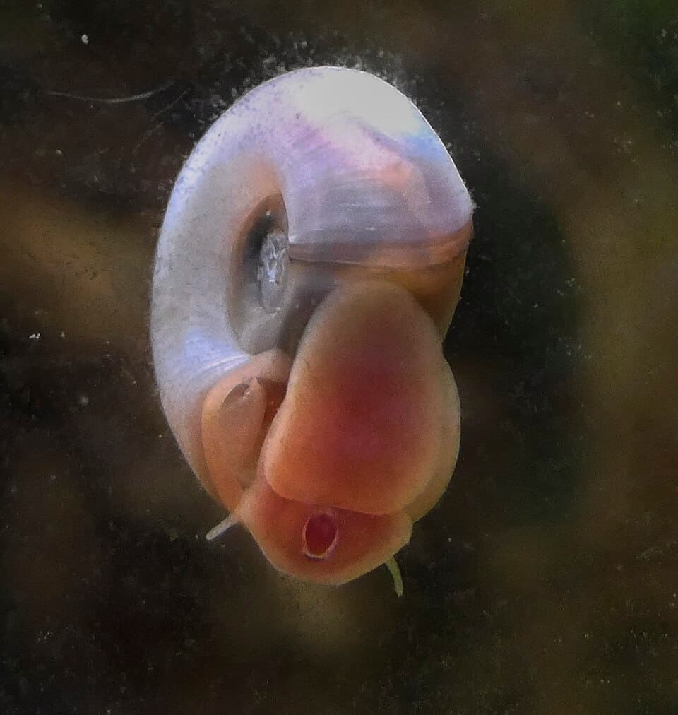 Ramshorn Snail