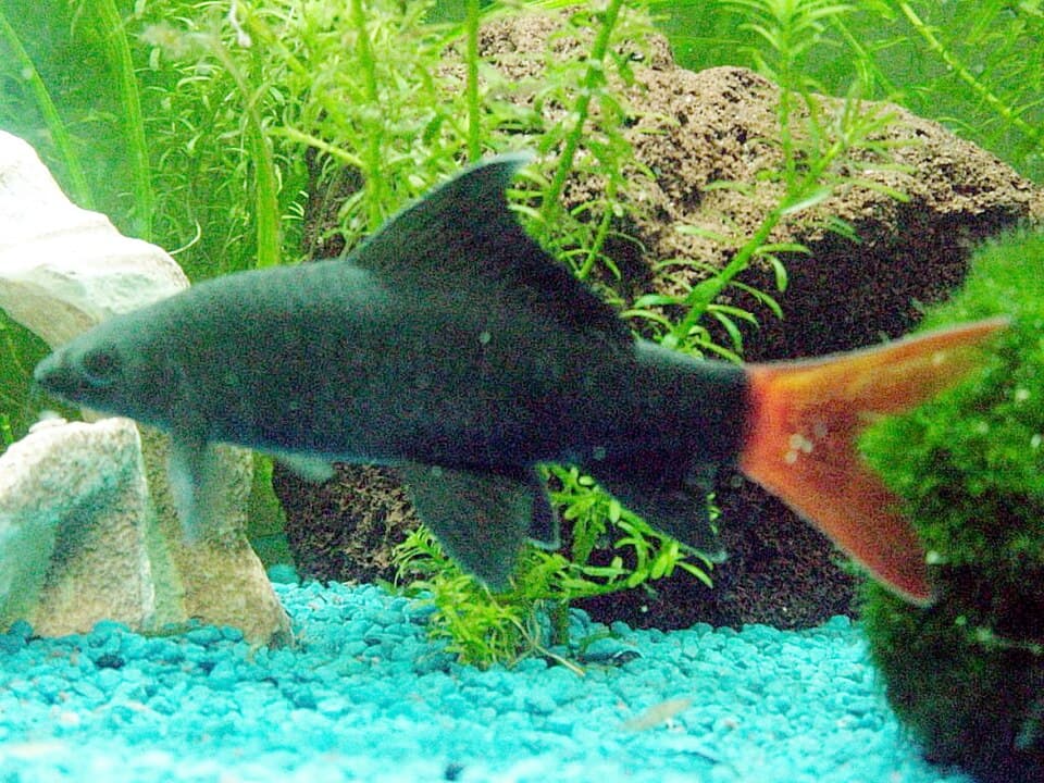 Red Tail Shark