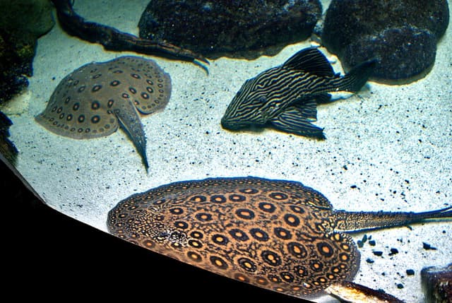 Royal Pleco