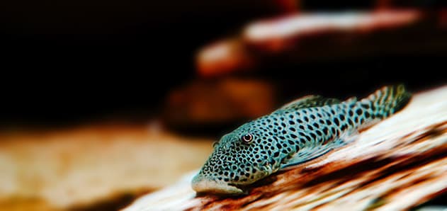 Rubber Lip Pleco