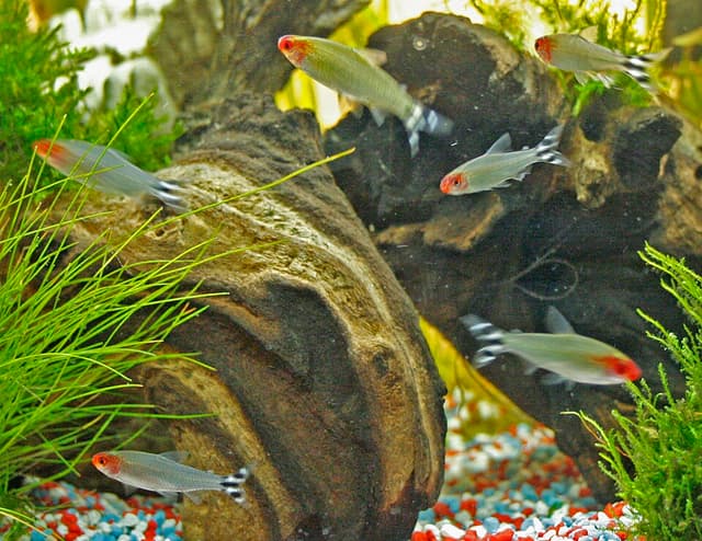 Rummynose Tetra
