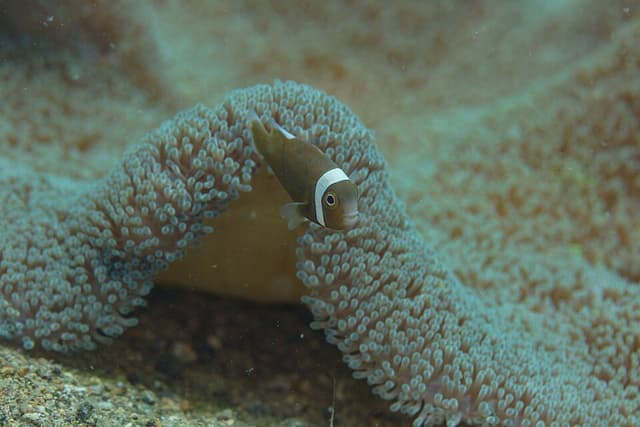 Saddleback Clownfish