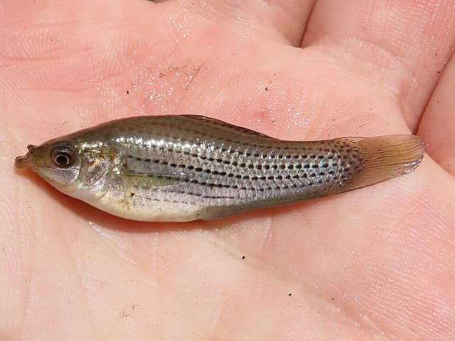 Sailfin Molly